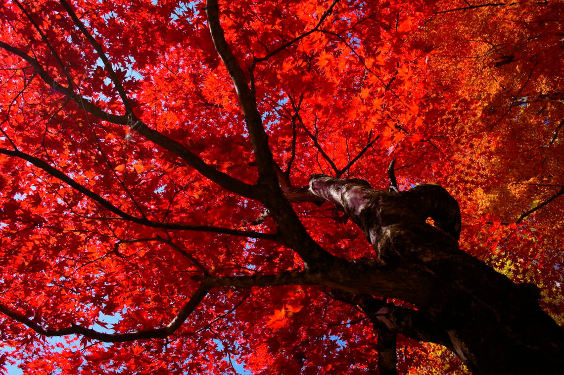 Momiji red maple leaves Inabu Japan