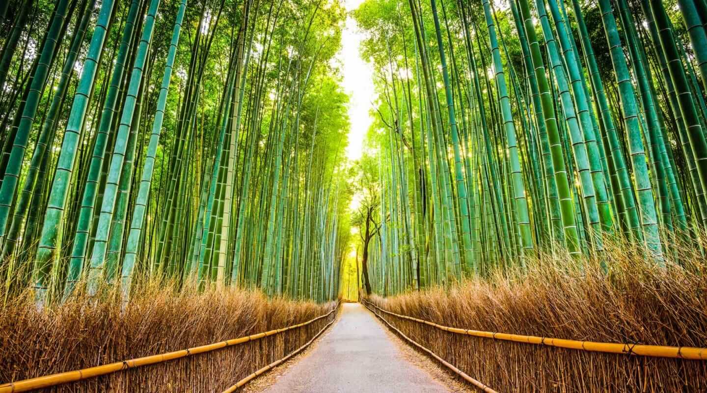 Arashiyama Bamboo Forest Kyoto Boutique Japan