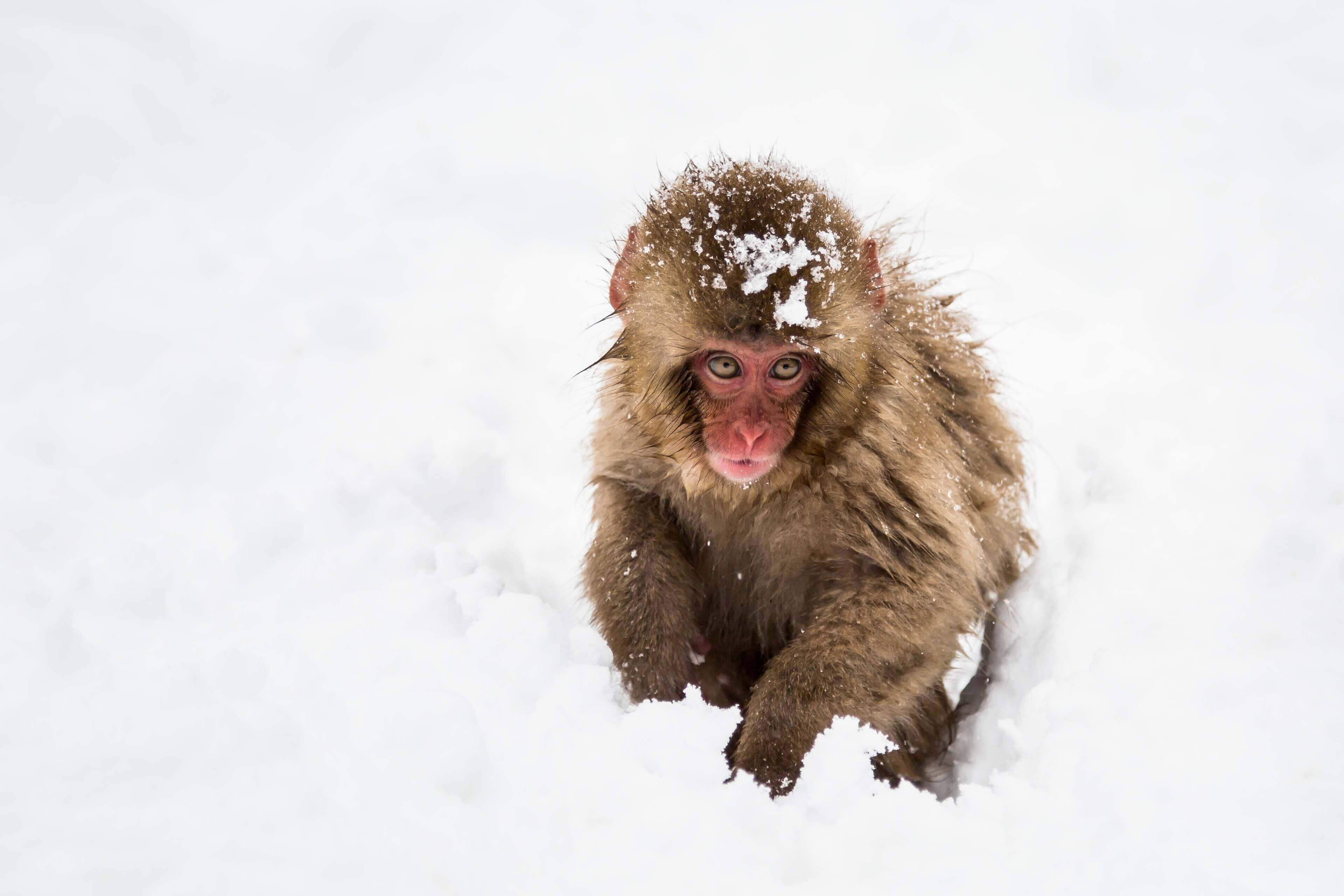 Baby Snow Monkey (Japanese Macaque) at Jigokudani Yaen Koen in Nagano, Japanese Alps
