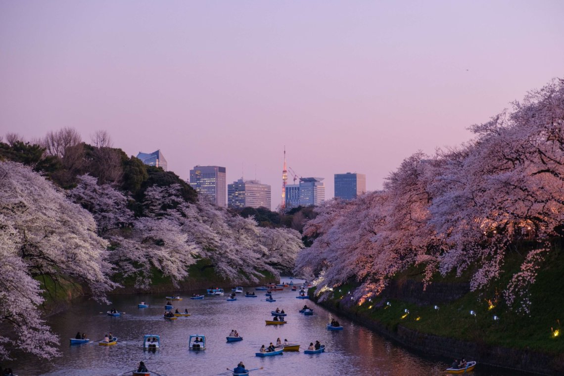 Boats spring cherry blossoms Chidorigafuchi Tokyo Japan