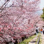Cherry blossoms Kyoto Japan