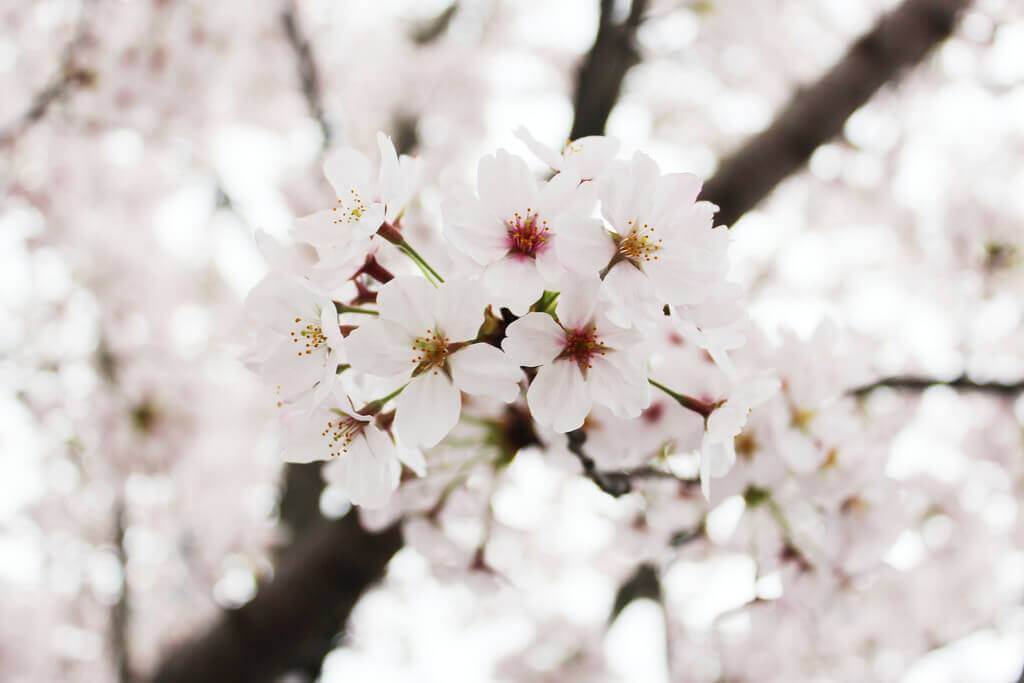 Up-close photo of cherry blossoms (sakura) in spring