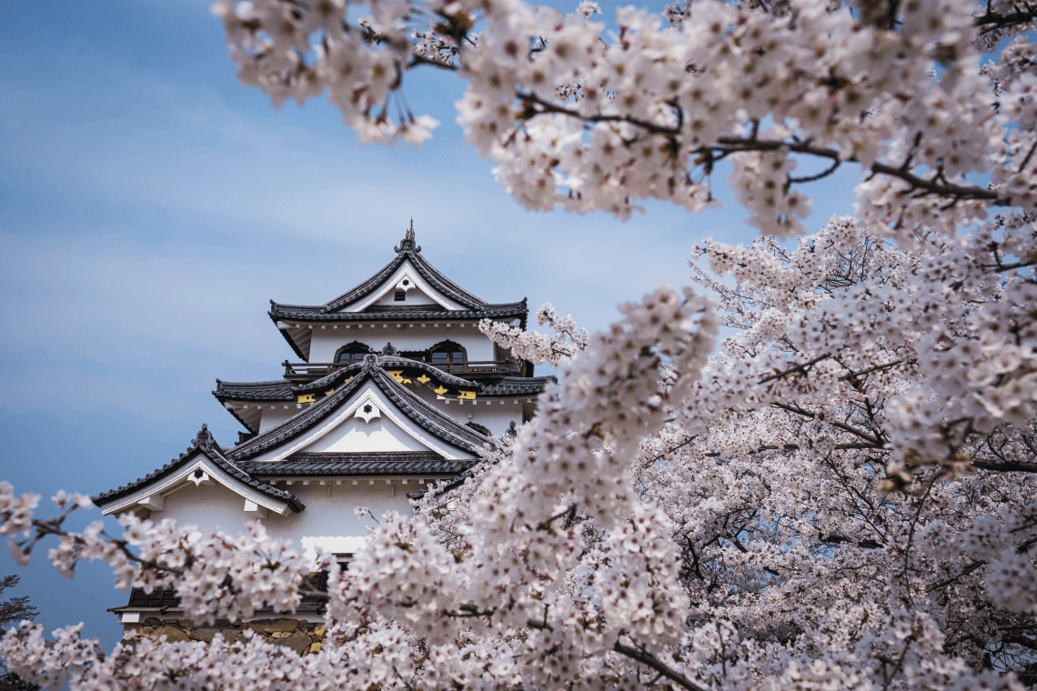 Cherry blossoms in spring at Hikone Castle, on the shores of Lake Biwa, Shiga Prefecture, Japan