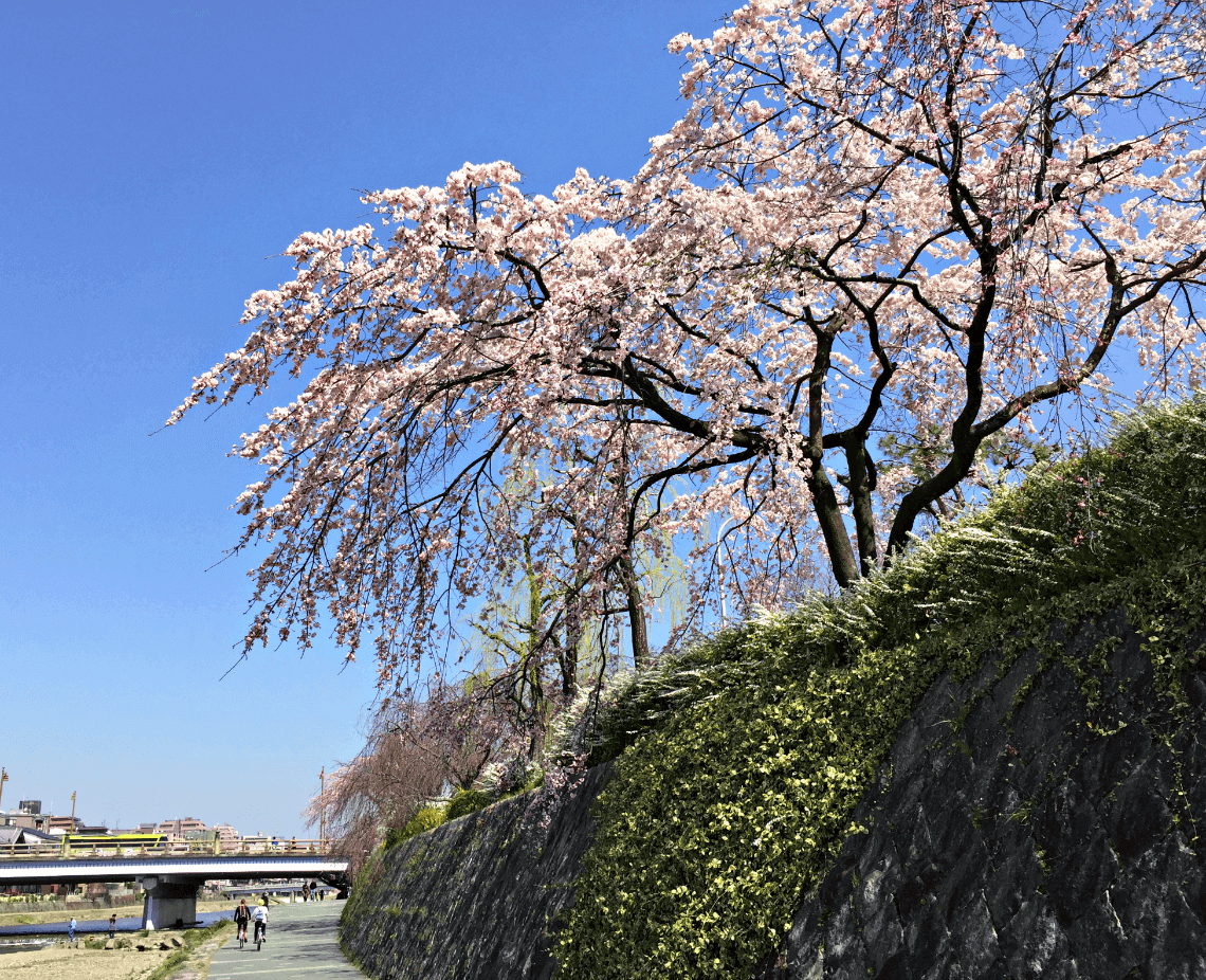 Cherry blossoms in spring line the Kamogawa river in Kyoto, Japan