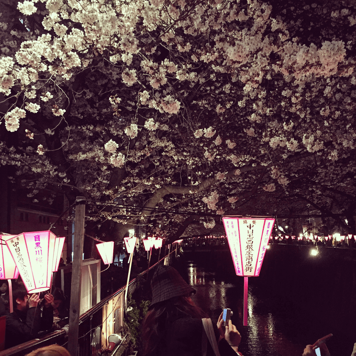 Cherry blossoms at night during hanami, in Naka-Meguro, Tokyo, Japan.