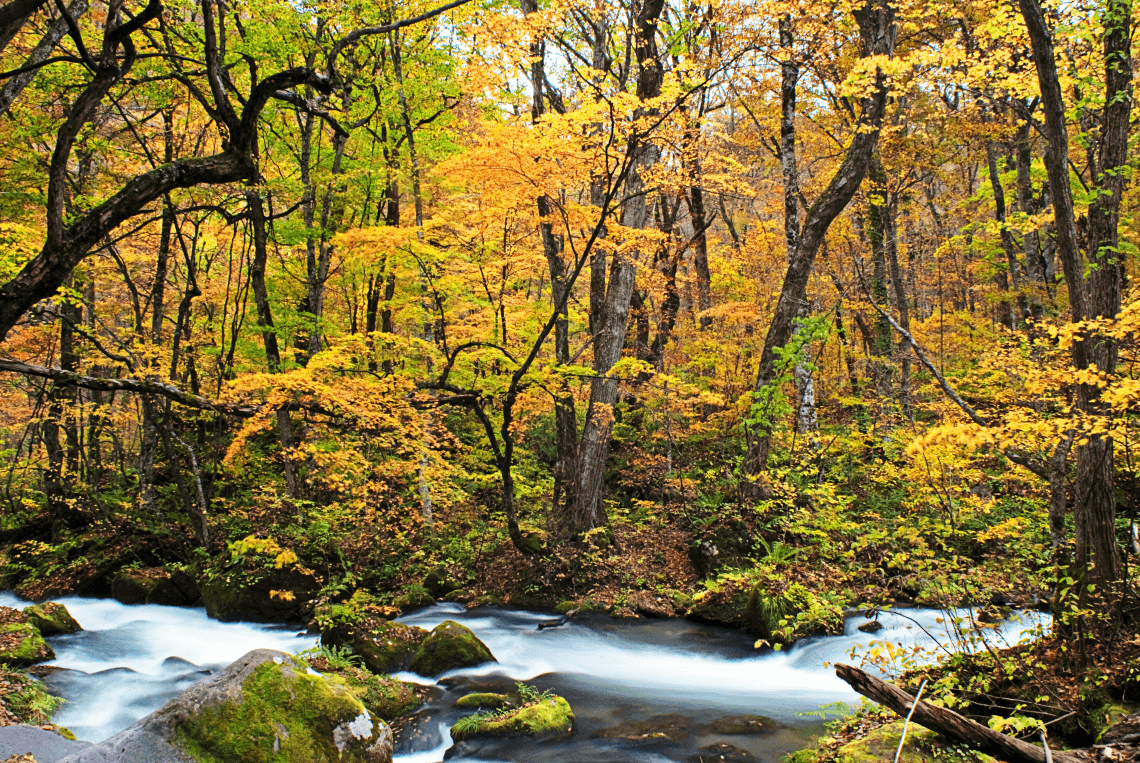 Yellow autumn leaves at Oirase Stream in Japan's Aomori Prefecture