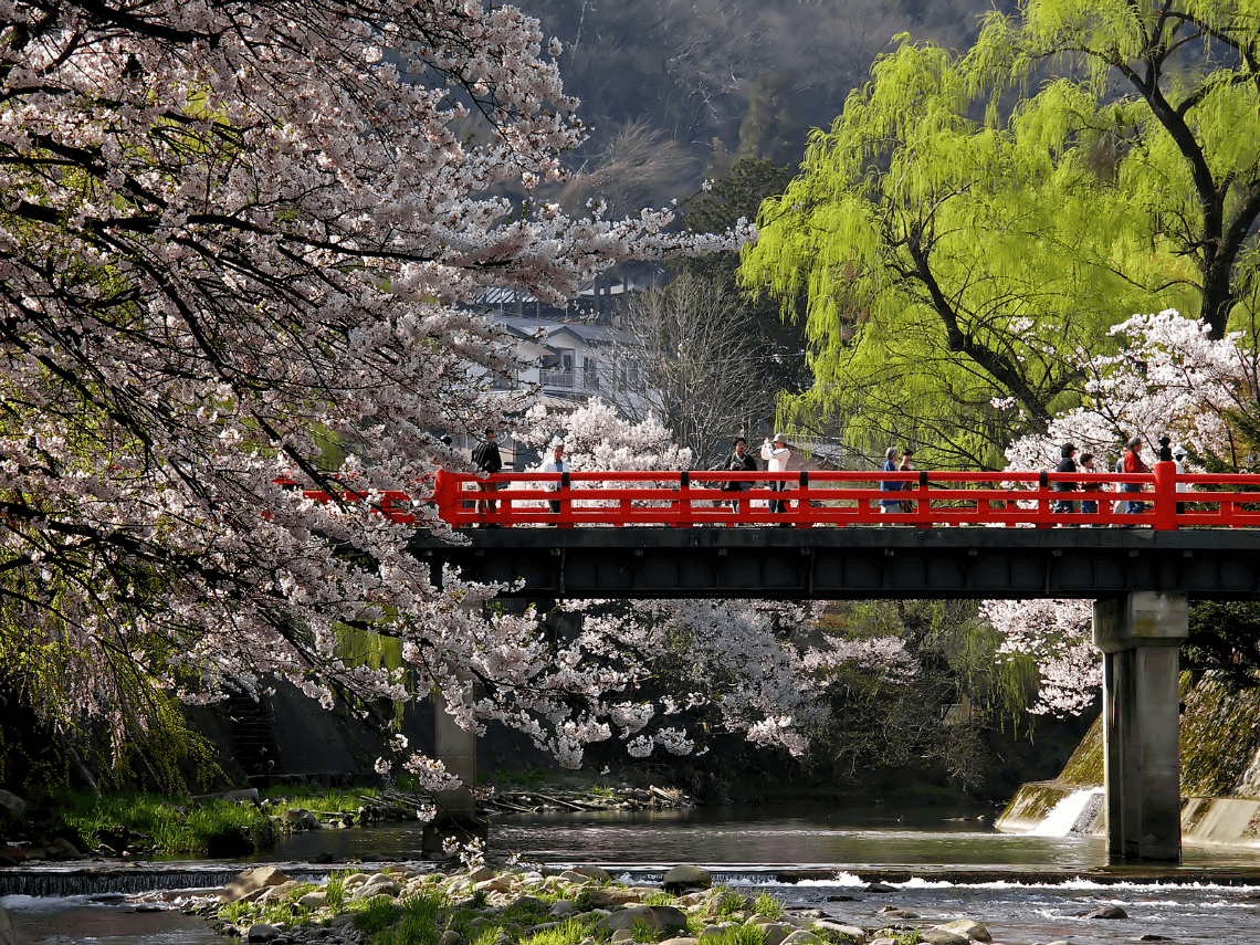 Cherry blossoms in spring at Nakabashi Bridge, Takayama, Japan